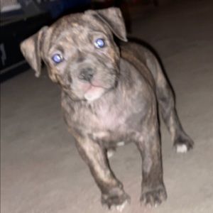 Meet your Posher, Noe